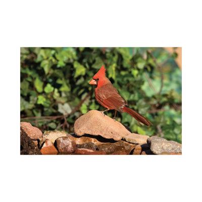 Northern Cardinal Male, Santa Rita Mountains by Tom Vezo - Wrapped Canvas Print