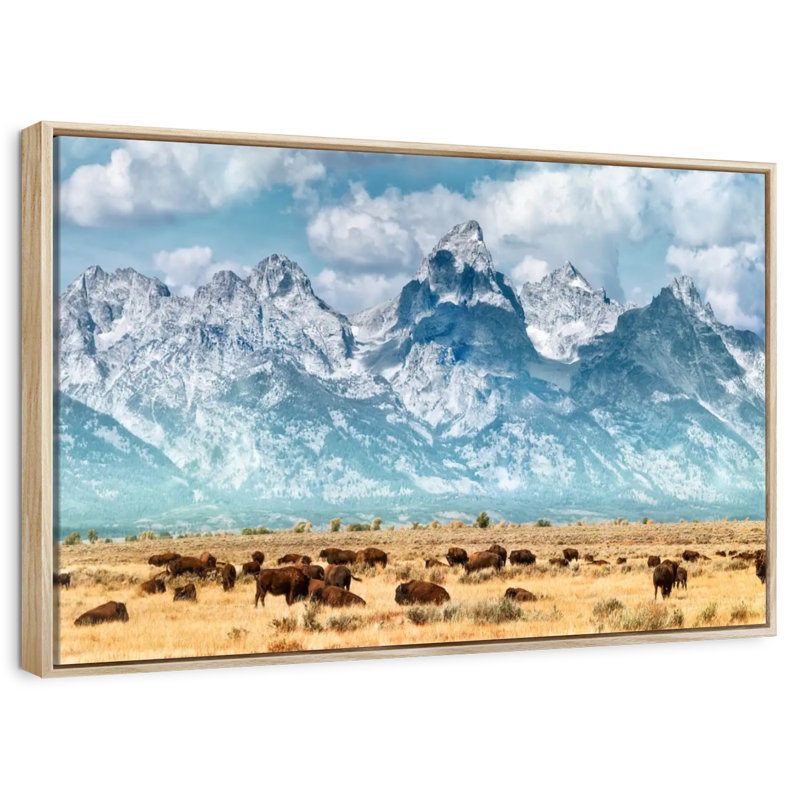 Troupeau de bisons à Grand Teton, Cadre flottant en bois naturel, 46 po x 31 po