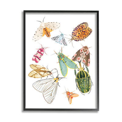" Winged Insect Group Tropical Color Bugs "