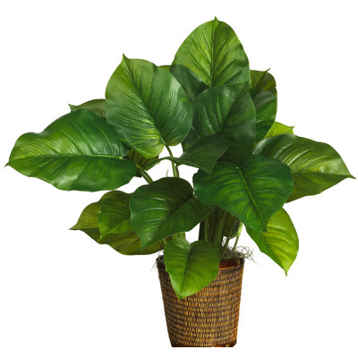 27 po philodendron plante dans un panier