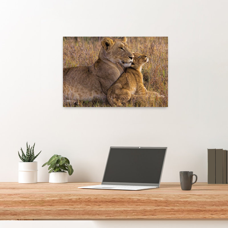 Tender Lioness Cub Contemporary Wall Art Print 1 Piece Wrapped Canvas Wall Art, 60.96cm H x 40.64cm W