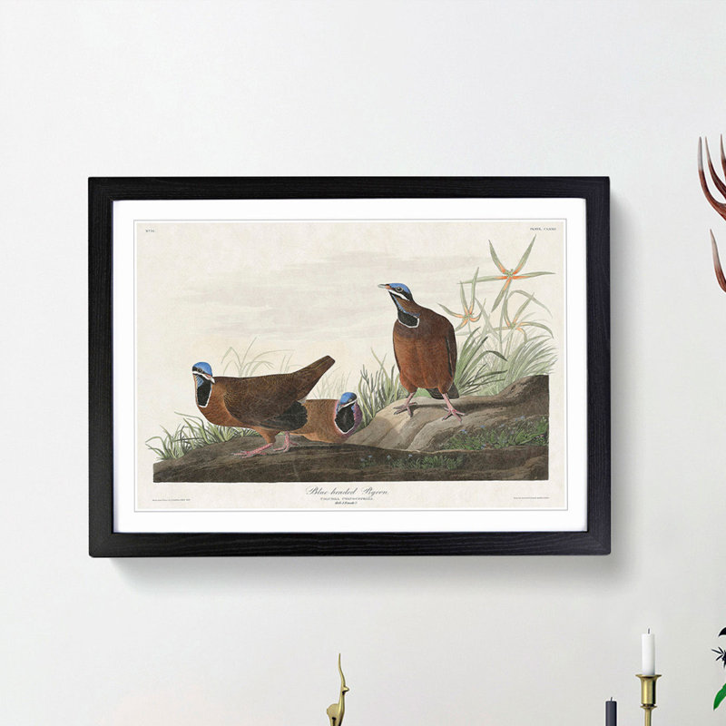Blue Headed Pigeons by John Audubon - Picture Frame Painting Print, 36cm H x 48cm W x 2cm D, Black Framed