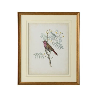 " Delicate Birds II "