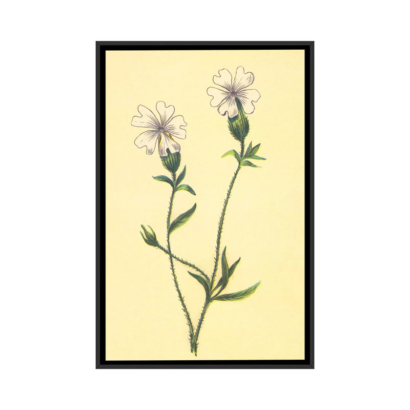 « silene vulgaris », reproduction sur toile, H 26 po x l 18 po x P 1,5 po, Toile avec cadre noir, Pas de tapis