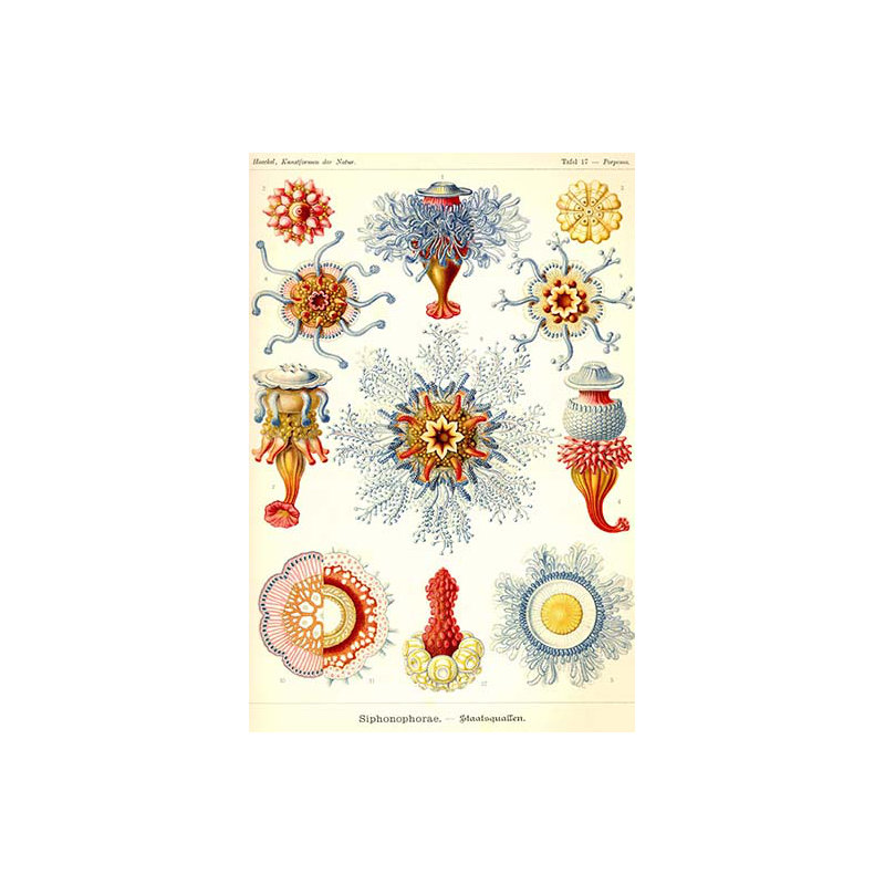 Hydrozoa siphoneae-impression d’art graphique, H 36 po x l 24 po x P 1,5 po