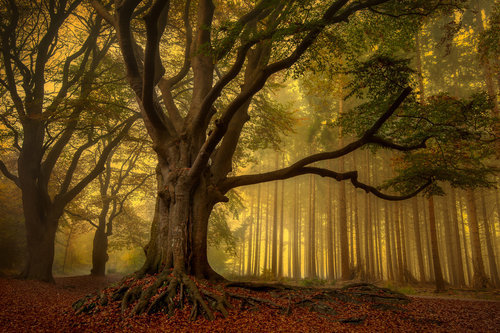 Wrapped Canvas Print, 81.28 cm H x 121.92 cm W