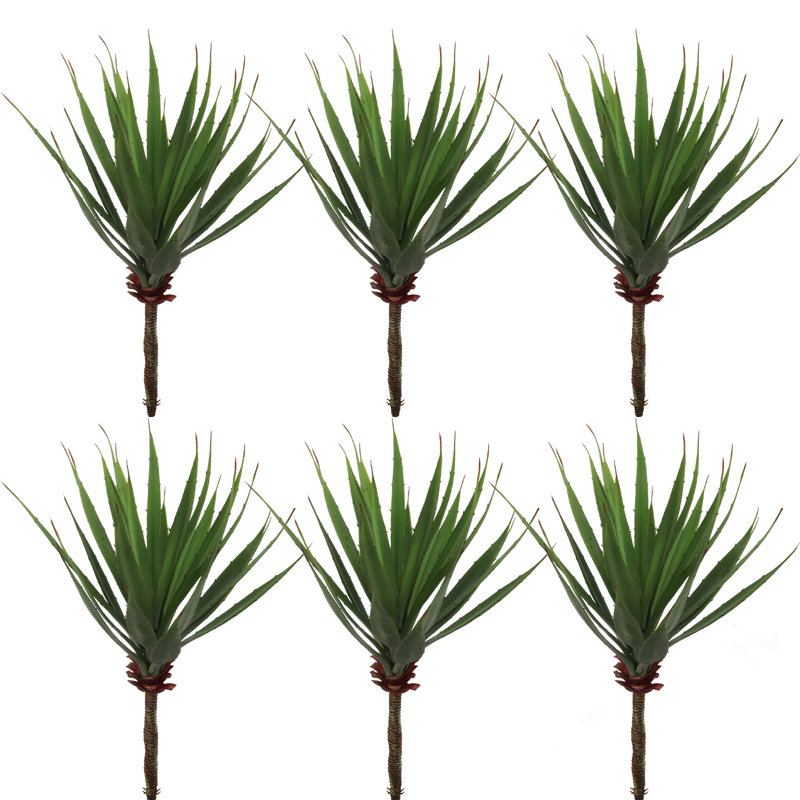 Plante grasse de 17 po de hauteur