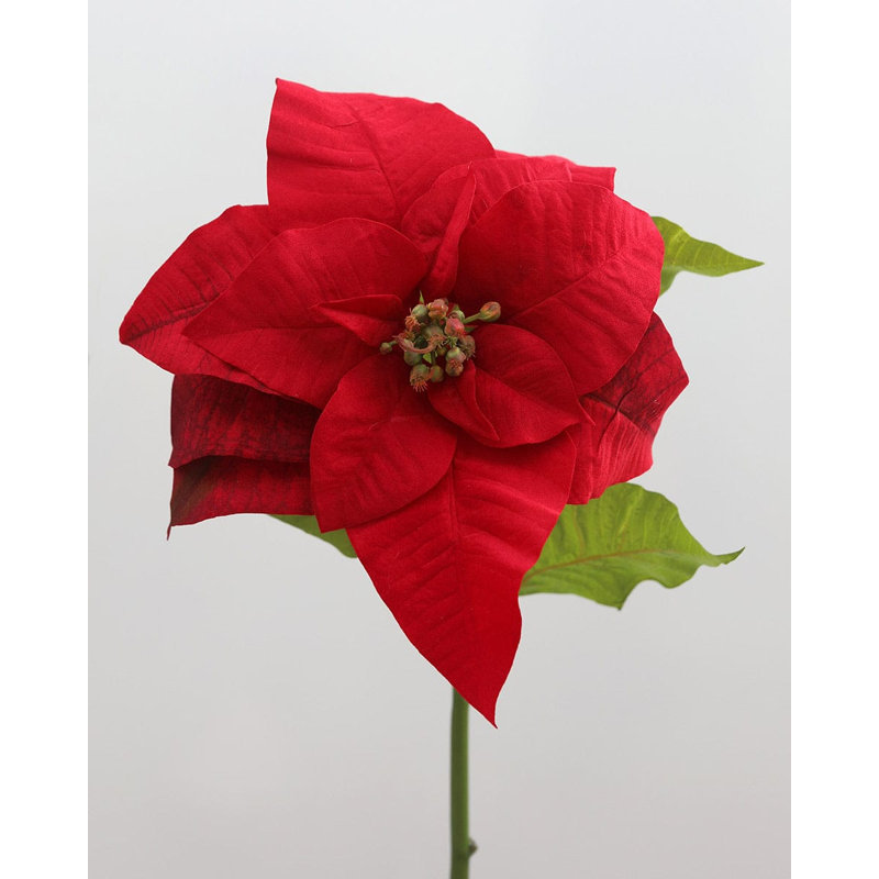 White Poinsettia 24”, Red