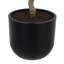 ARBRE LAUREL POT 7 pi