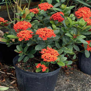 OnlinePlantCenter Live Flowering Plant in Pot