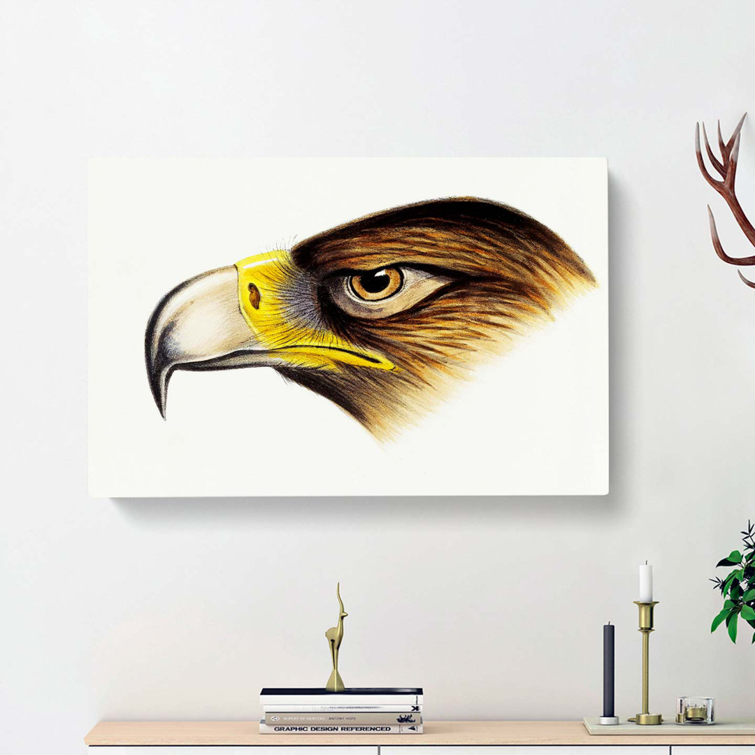 Eagle by John Gould - Wrapped Canvas