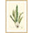 "Curtis Ferns VI" Framed Print-18742544