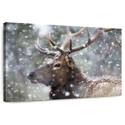 Wapiti d'hiver