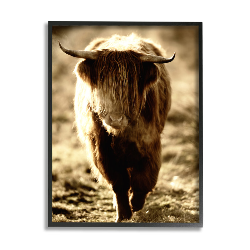 Sunlit Highland, Longhorn, Giclée encadrée noir minuit, H 14 po x l 11 po x P 1,5 po