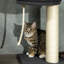 270cm H Cat Tree