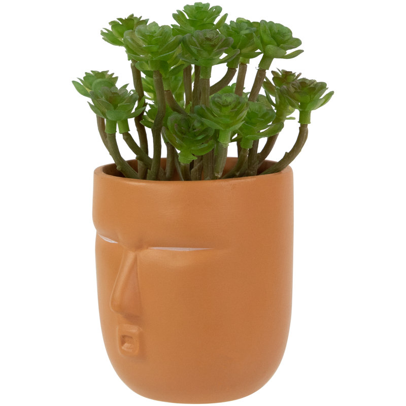 5,5 plante