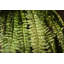 Varen Plant-100807404-100807406