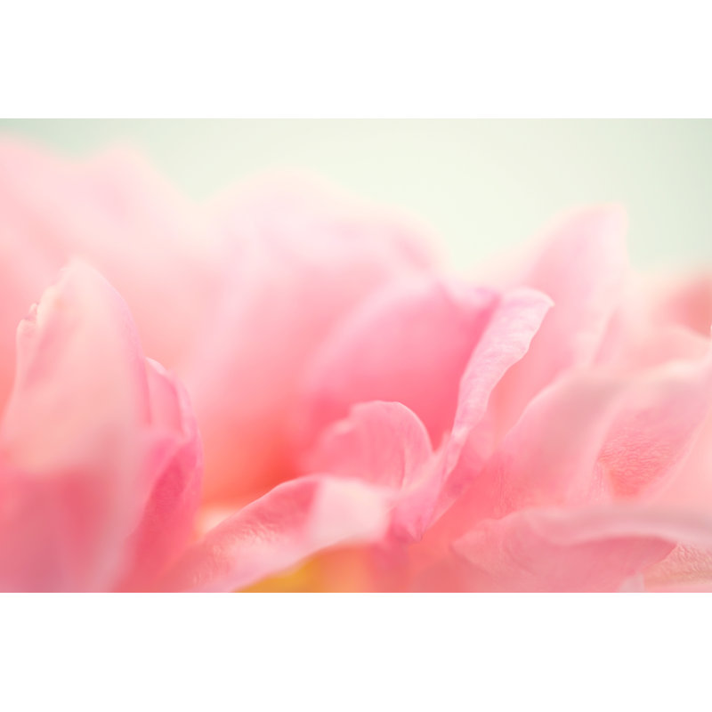 Sweet Roses In Soft Color Style - Wrapped Canvas Print, 30cm H x 46cm W