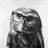 Northern Saw-whet Owl with Glasses Tablecloth | Black Decor