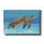 «Ocean Sea Turtle I» par Tim O'toole, art mural sur toile-1280406345