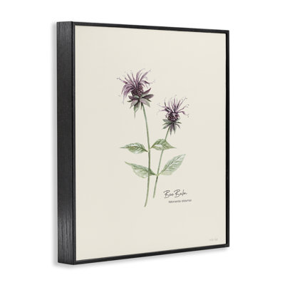 Bee Balm Herb Art par Cindy Jacobs bg-134