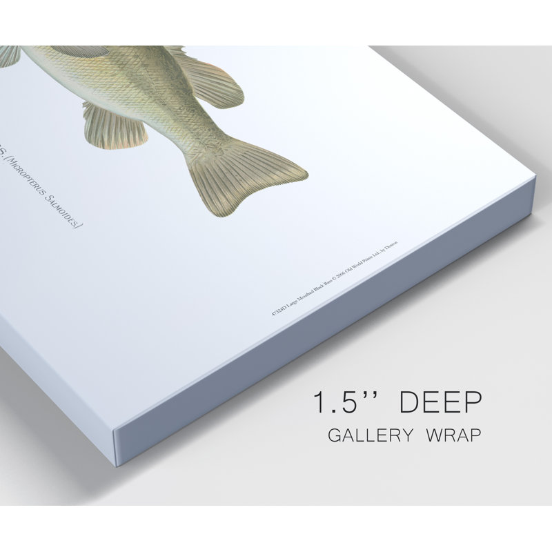« Large-Mouthé Black Bass », impression sur toile, H 48 po x l 32 po x P 1 po