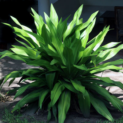 1 gal. Aspidistra Cast Iron