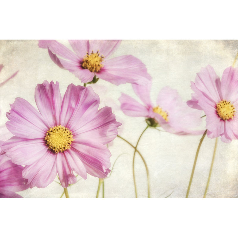 Pink Cosmos I by Dianne Poinski - Photograph Print, Wrapped Canvas, 61 cm H x 91 cm W 