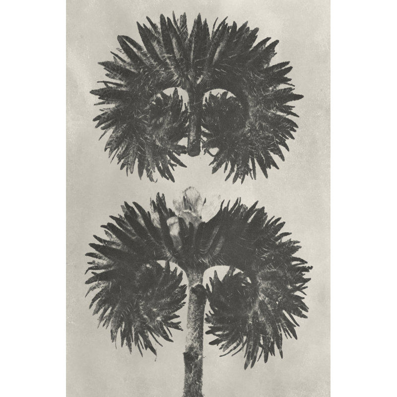 Blossfeldt Botanical V by Karl Blossfeldt - Wrapped Canvas Print, 30cm H x 20cm W