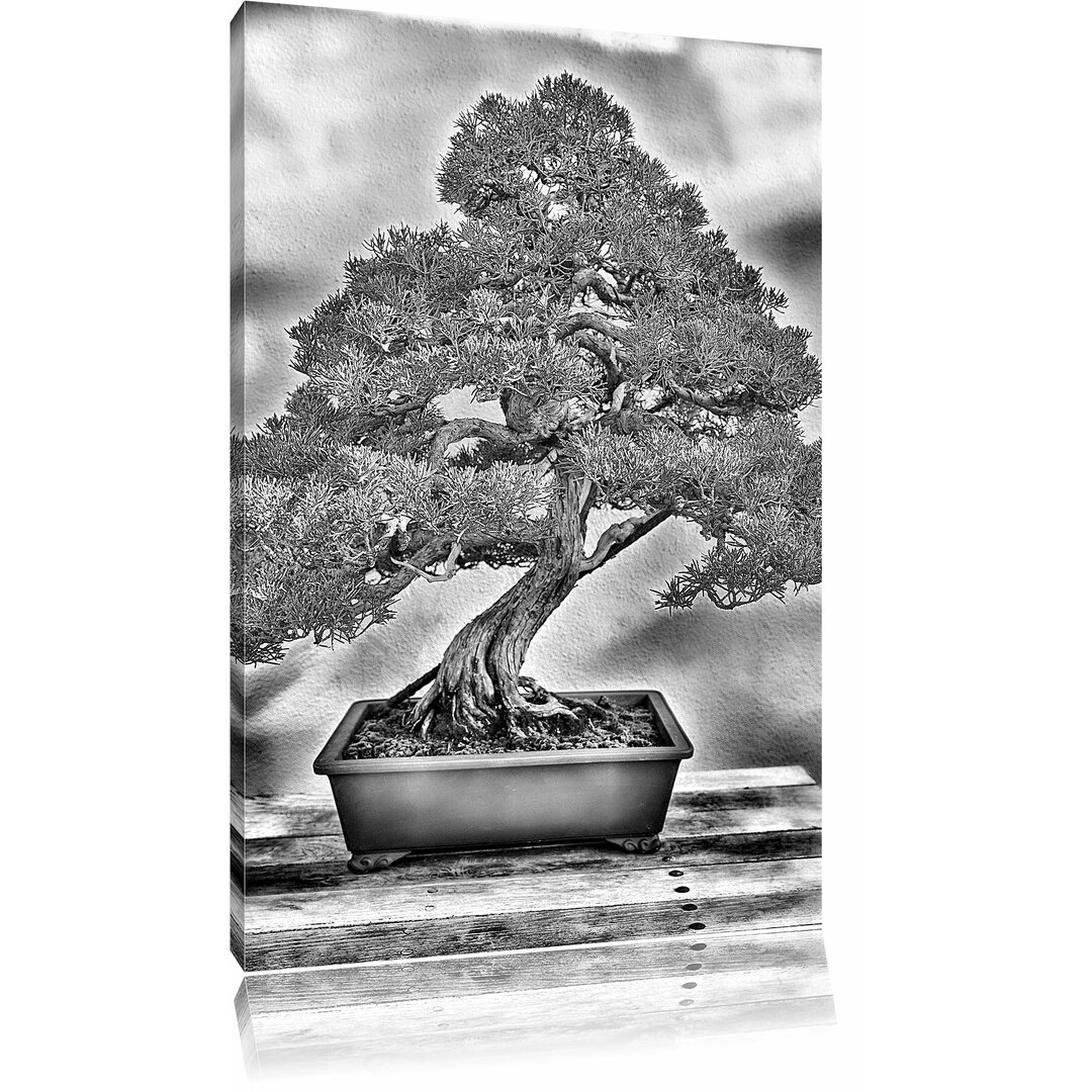 Leinwandbild Bonsai Baum in Monochrom