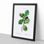 Oak Tree by Pierre-Joseph Redoute - Framed Print-55576960-55576961
