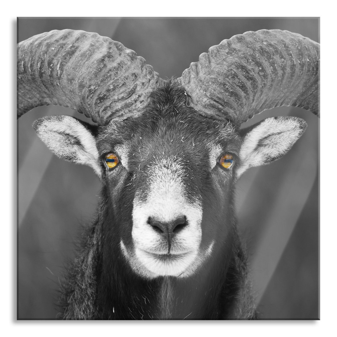 Ungerahmtes Foto auf Glas "Mouflon Portrait"