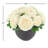 Ranunculus Arranged in Fiberstone Pot