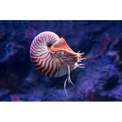 Chambered Nautilus Jetting - Wrapped Canvas Print