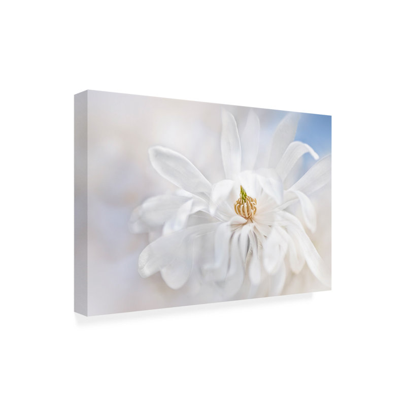 Jacky Parker  Magnolia Stellarta Canvas Art, H 16 po x l 24 po x P 2 po