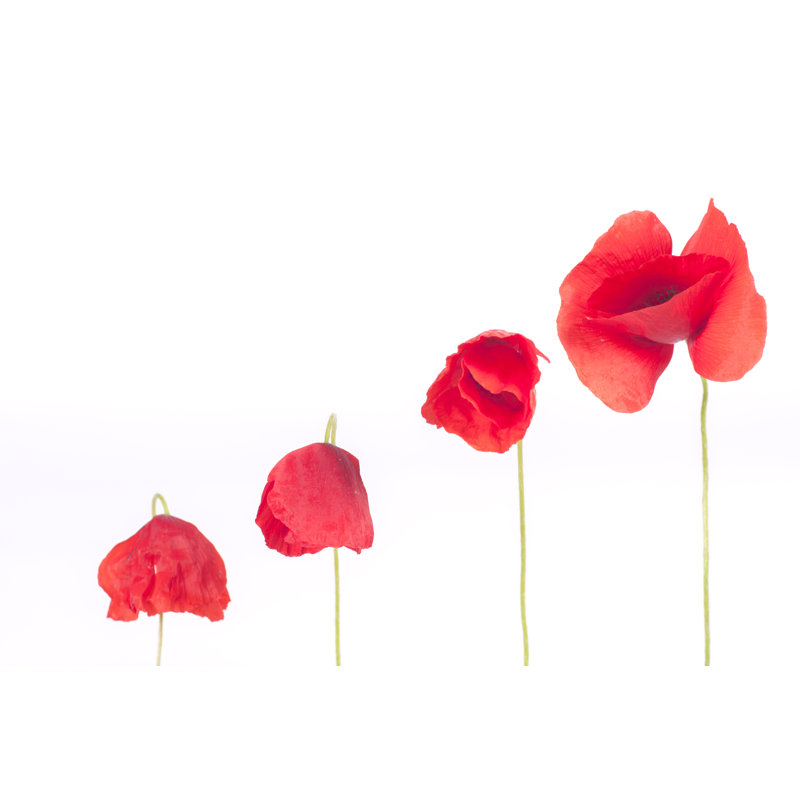 Poppy by Marcomarchi - Wrapped Canvas Print, 61cm H x 91cm W