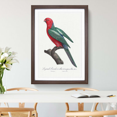 Australian King Parrot by F. Levaillant - Framed Print