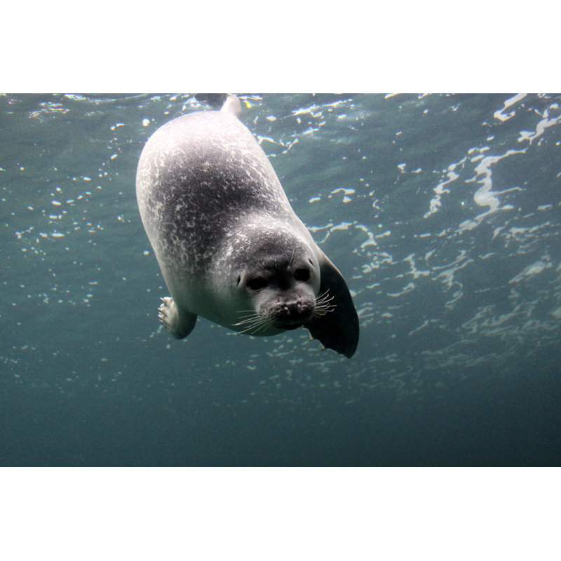 Common Seal - Wrapped Canvas Print, 30cm H x 46cm W x 3.8cm D