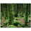 Trees Photo 12'' x 12'' Satin Ceramic Decorative Mural