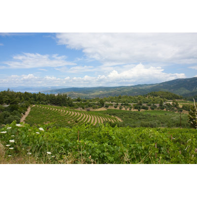 Vineyard in Greece by Firemanyu