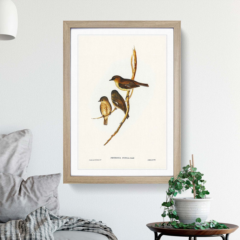 Dusky Robin by Elizabeth Gould - Picture Frame Painting Print, 48cm H x 36cm W x 2cm D, Oak Framed