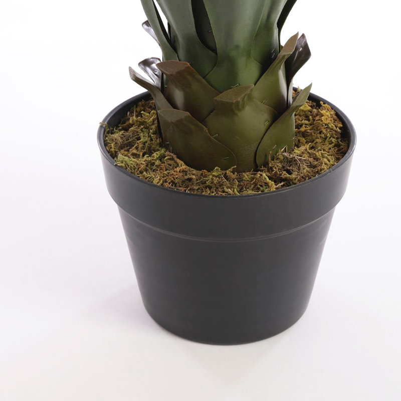 60cm Agave Plant in Pot