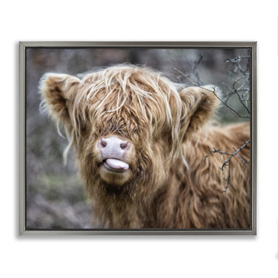 Baby Cattle Licking Lips Gray Framed Floater Canvas Wall Art by James Dobson