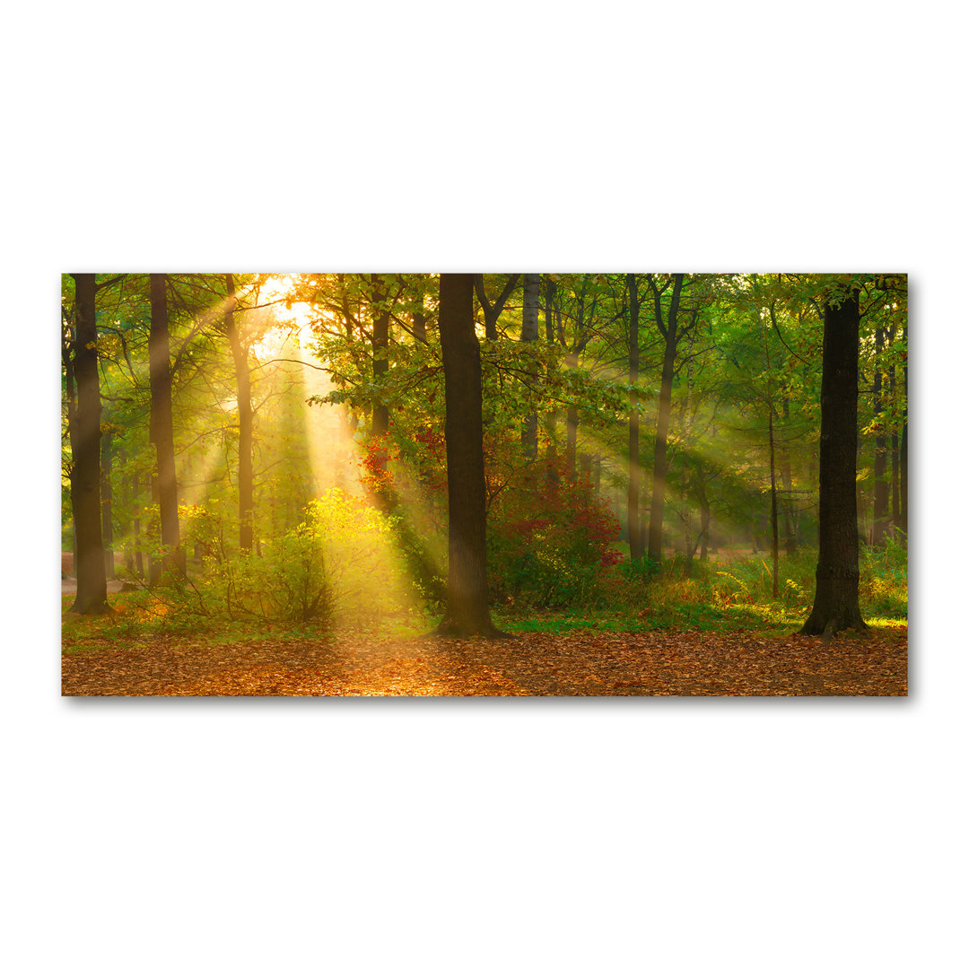 Wald in der Sonne - Kunstdrucke auf Leinwand - Wrapped Canvas