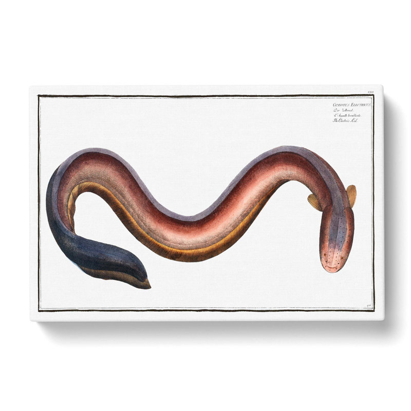 Electric-Eel by M.E. Bloch - Wrapped Canvas, 50cm H x 76cm W x 3cm D