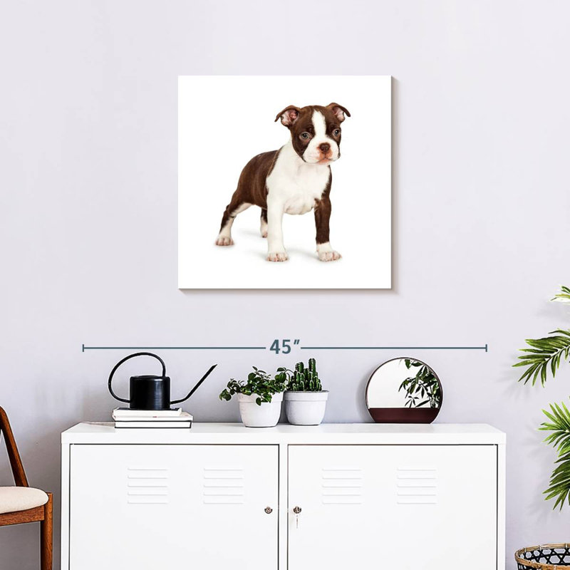 Crowle Baby Boston Terrier