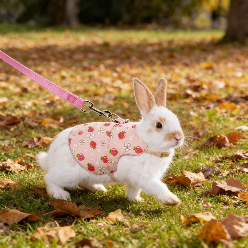 Ensemble de harnais et de lapin Rabbit, E