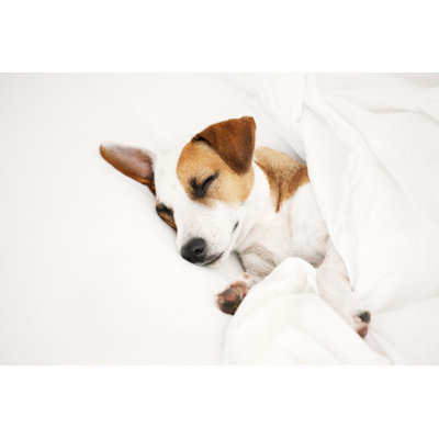 «Sleeping Dog at Bed» par Tatyanagl - Photographie sur toile tendue
