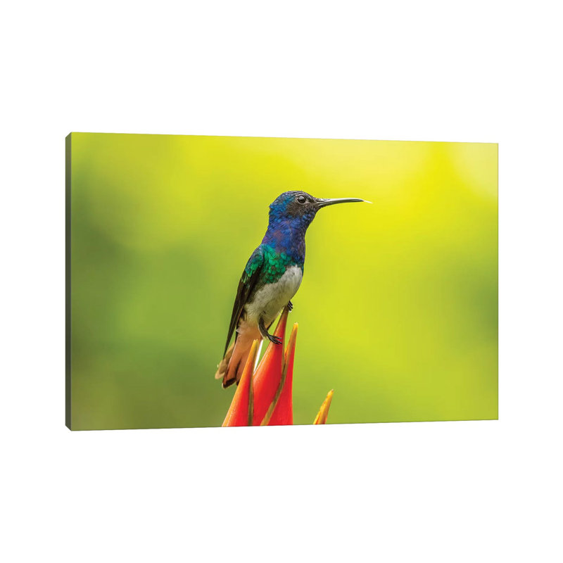 Costa Rica, Sarapiqui River Valley. Male White-Necked Jacobin On Heliconia. by Jaynes Gallery - Wrapped Canvas Print