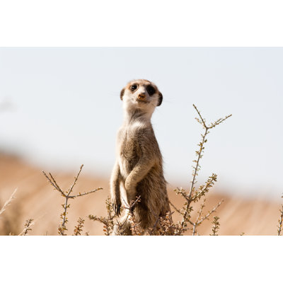 Meerkat On The Lookout - Wrapped Canvas Print